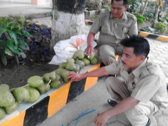 Panen Sirsak di MTs N 5 Bungo, Buah yang Tak Hanya Enak Namun Kaya Manfaat